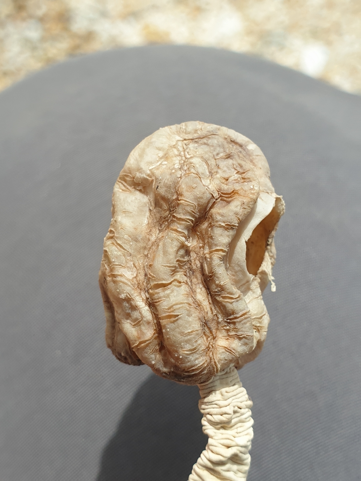 Pyura pachydermatina (Herdman, 1881)