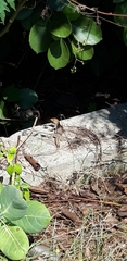 Pholidoscelis plei
