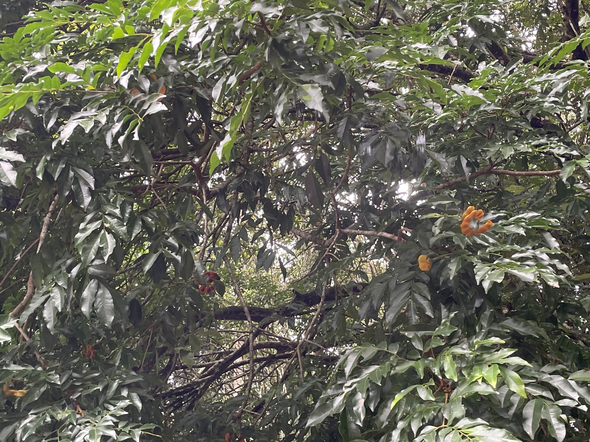 Imagem de Pararchidendron pruinosum