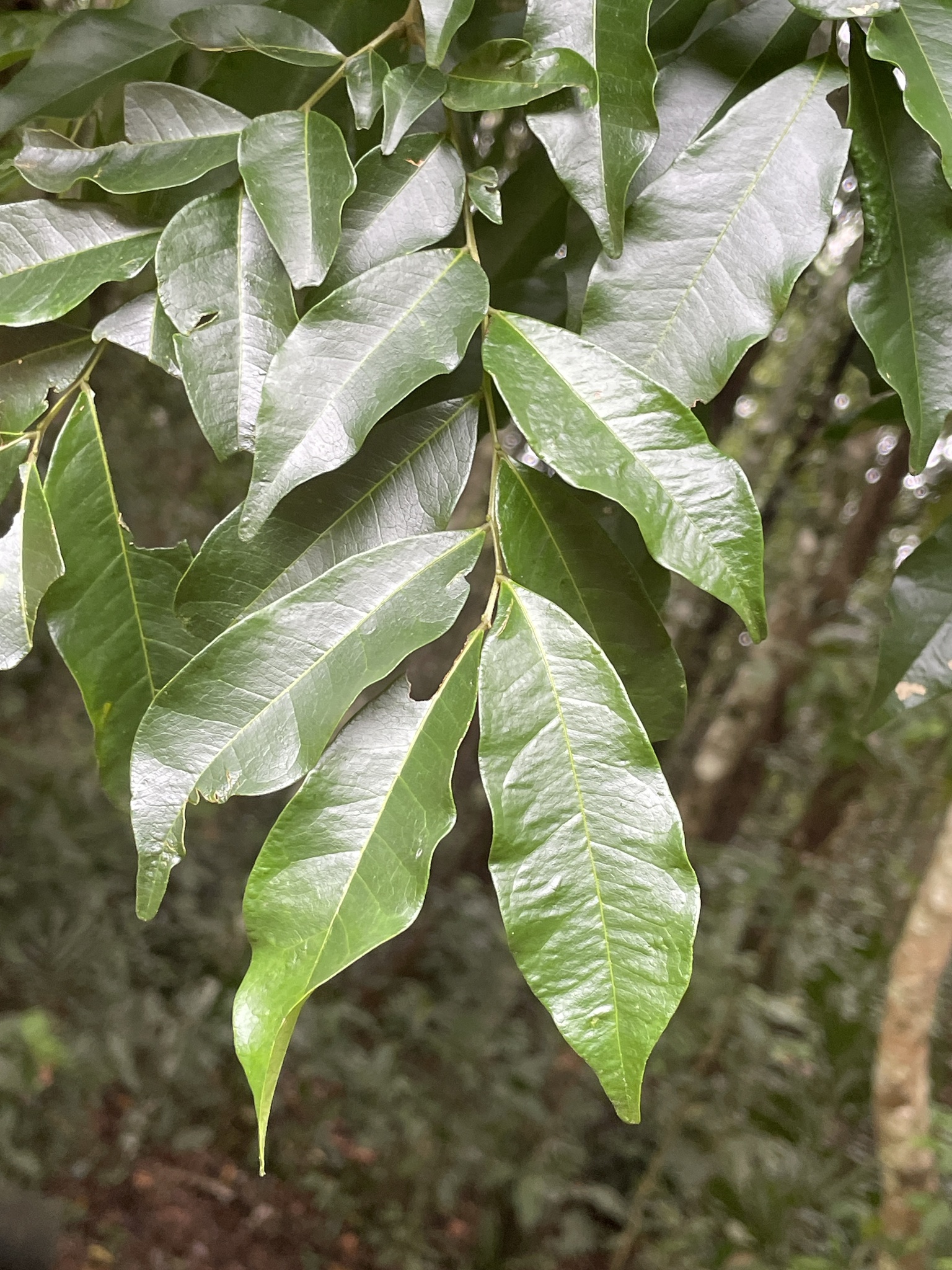 Imagem de Pararchidendron pruinosum