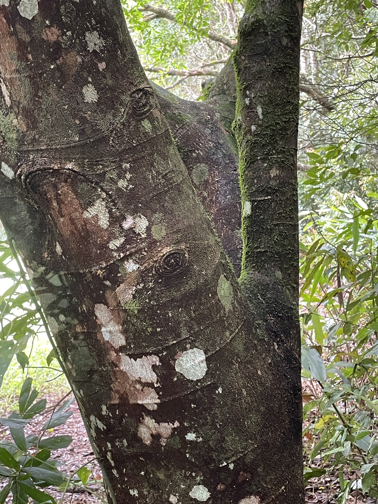 Imagem de Pararchidendron pruinosum