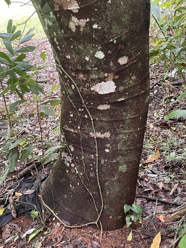 Foto de Pararchidendron pruinosum