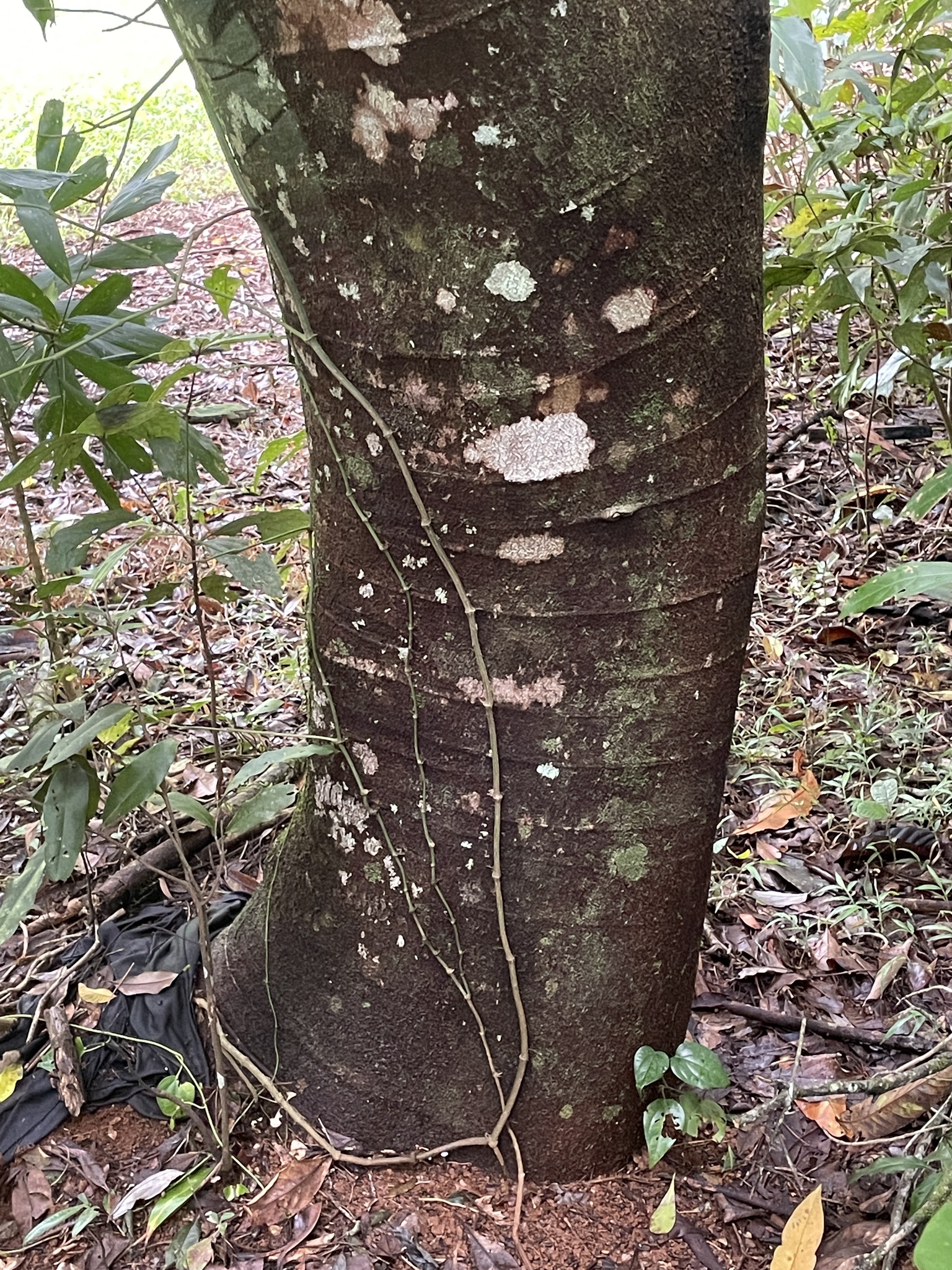 Imagem de Pararchidendron pruinosum