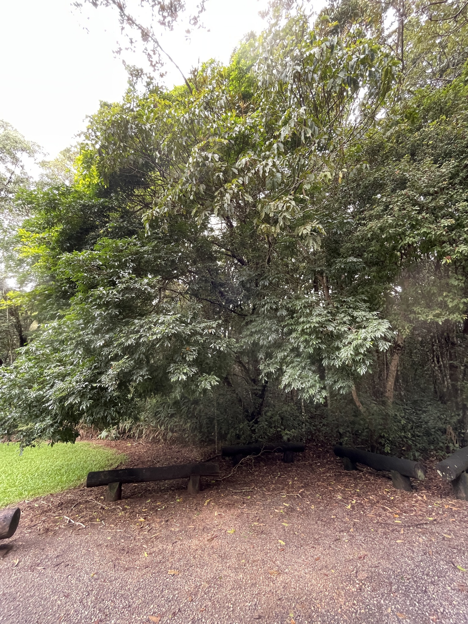 Imagem de Pararchidendron pruinosum