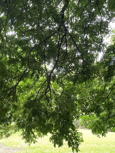 Foto de Pararchidendron pruinosum