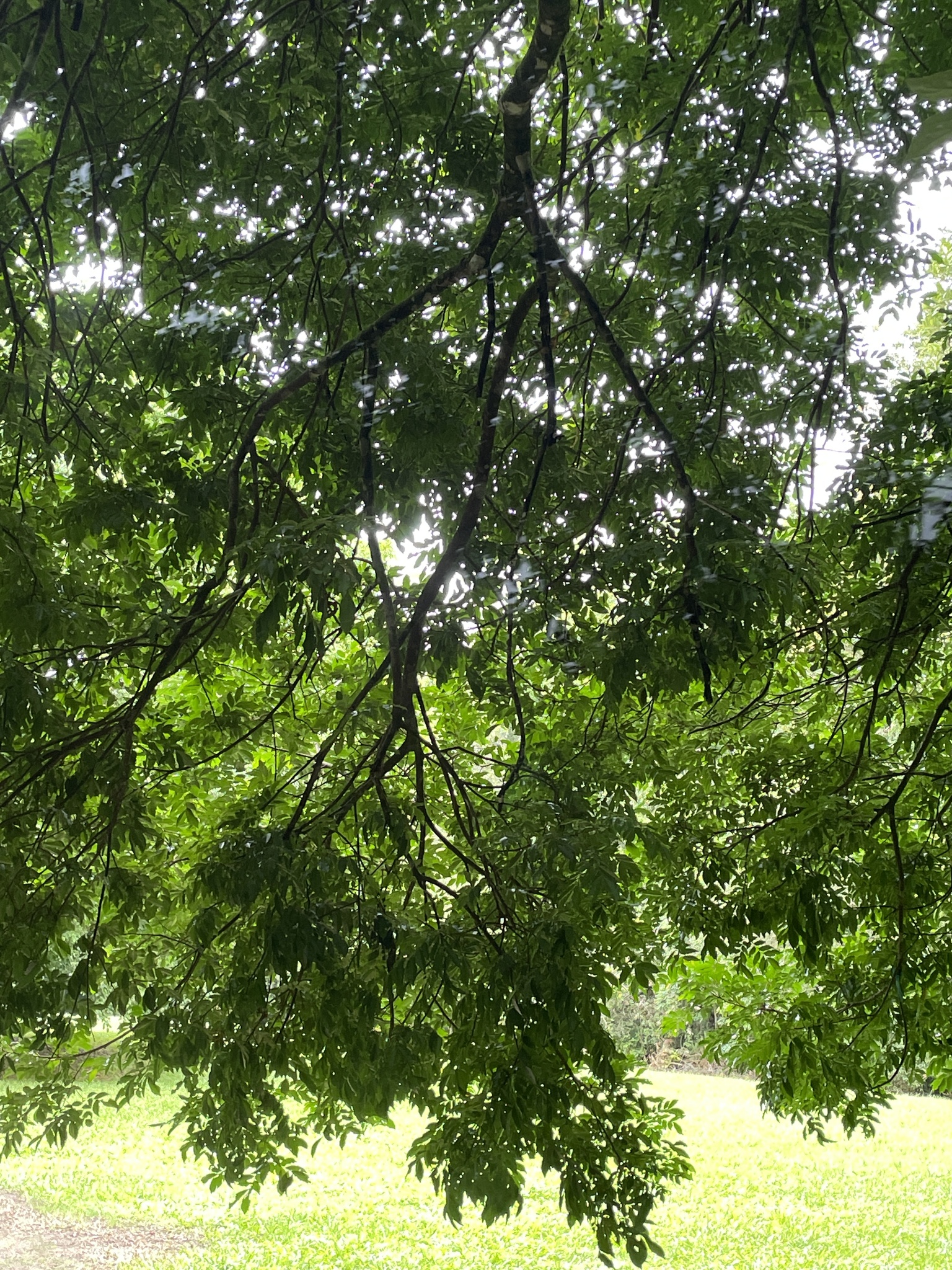 Imagem de Pararchidendron pruinosum