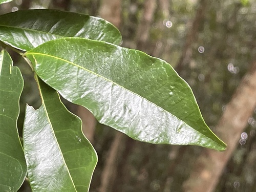 Foto de Pararchidendron pruinosum