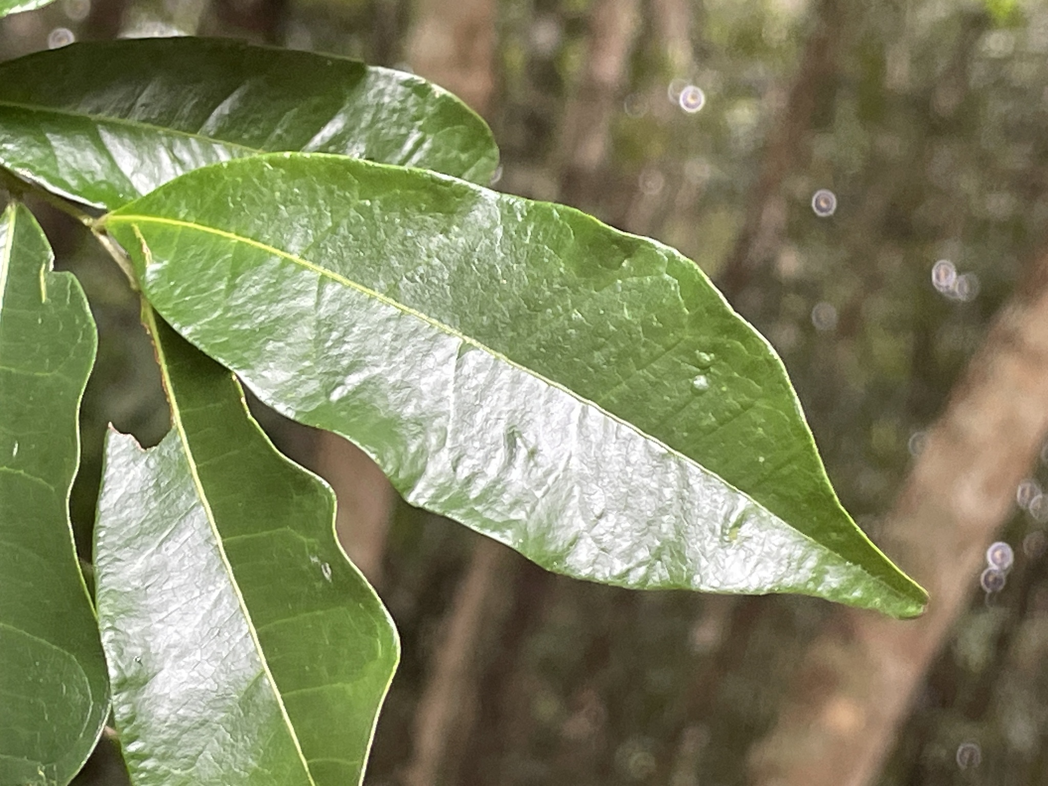 Imagem de Pararchidendron pruinosum