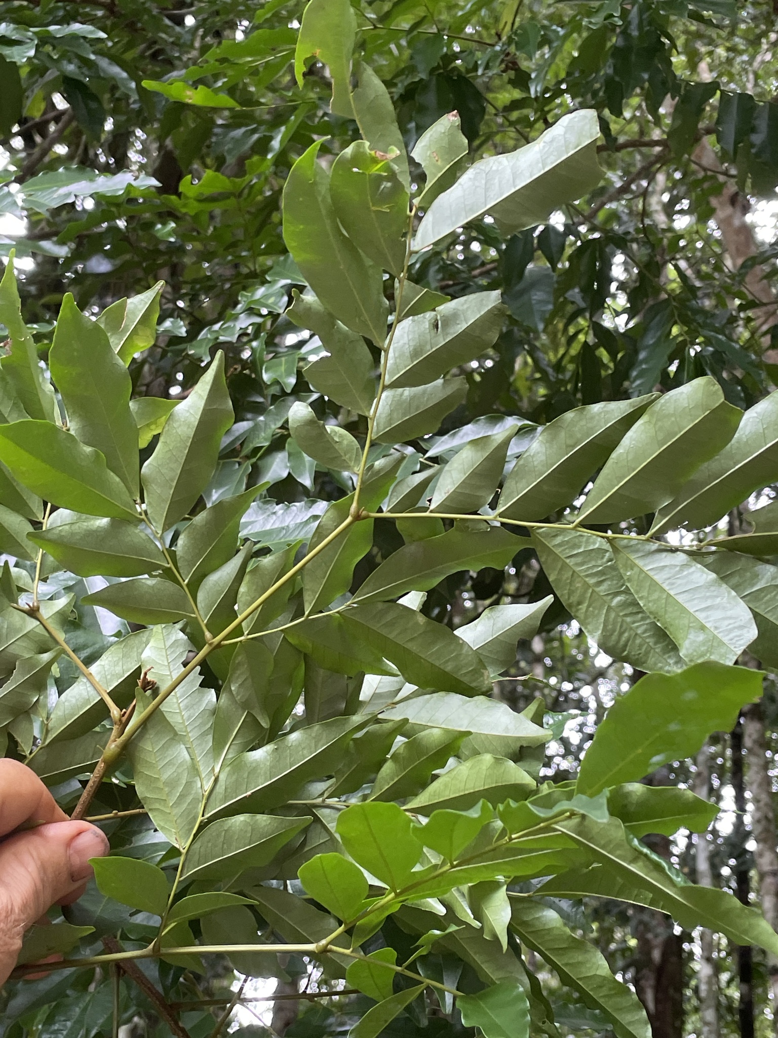 Imagem de Pararchidendron pruinosum