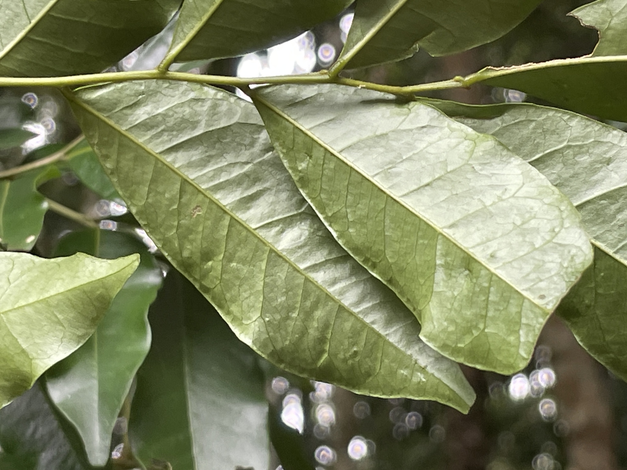 Imagem de Pararchidendron pruinosum