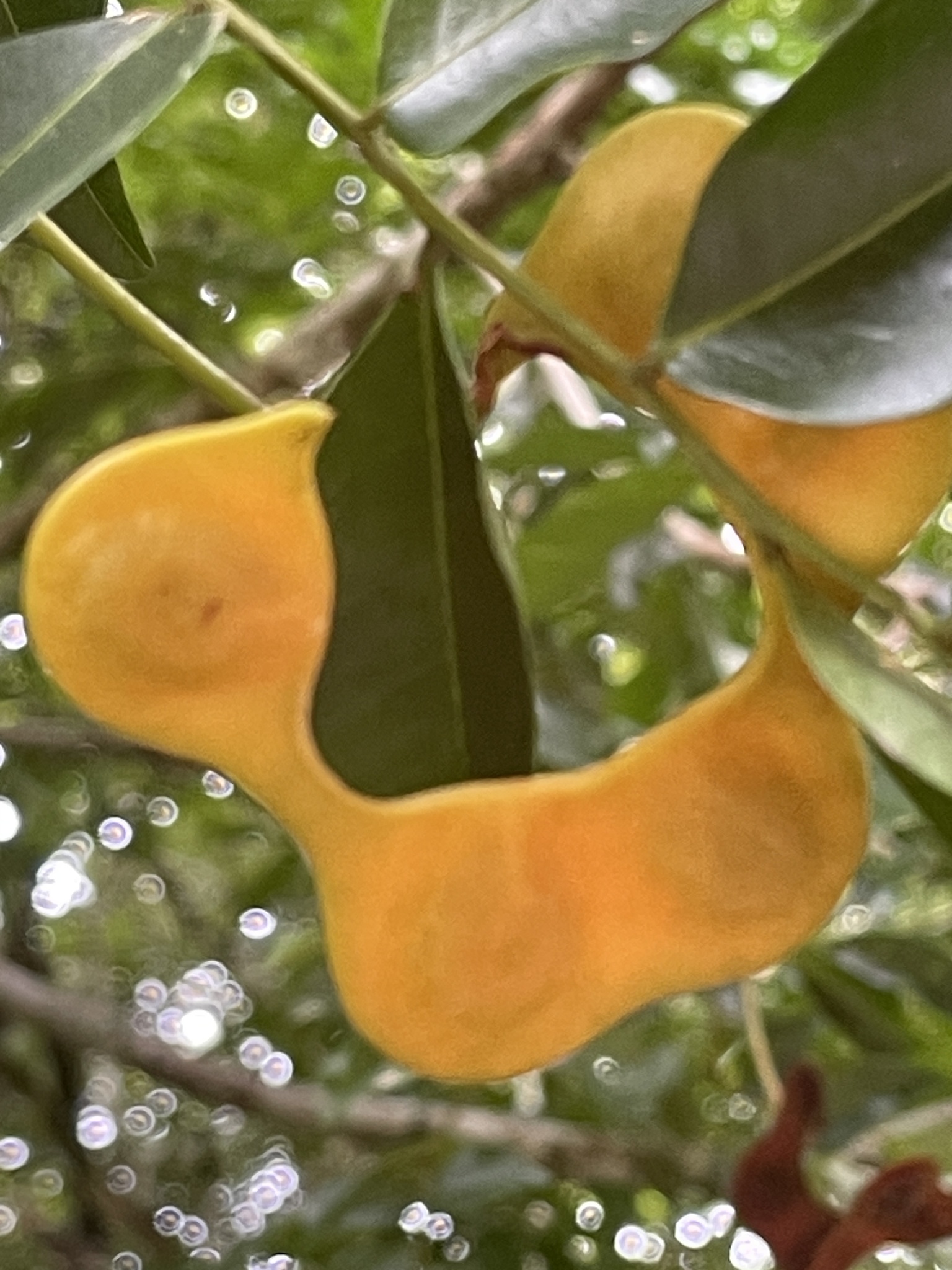 Imagem de Pararchidendron pruinosum