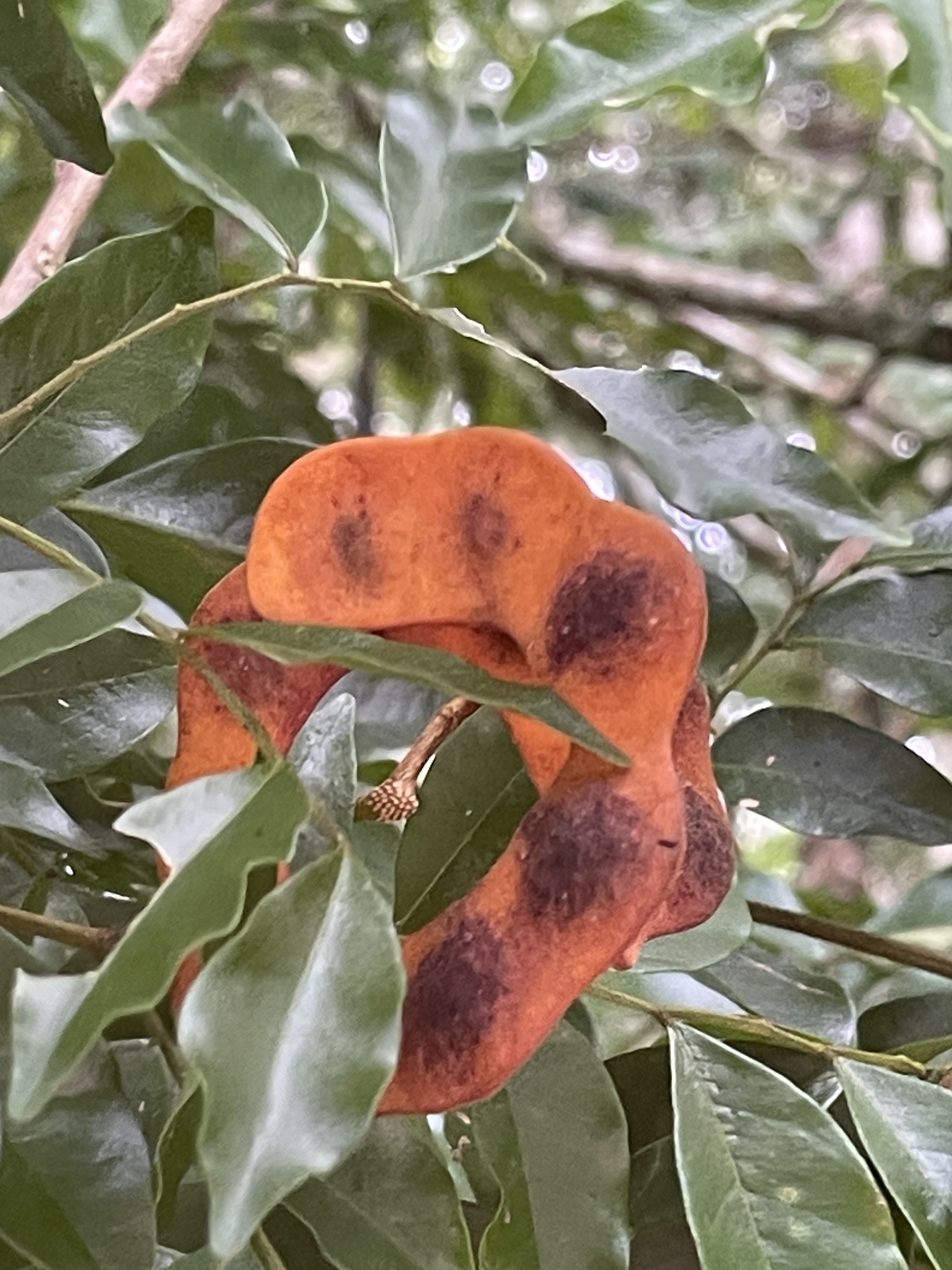 Imagem de Pararchidendron pruinosum