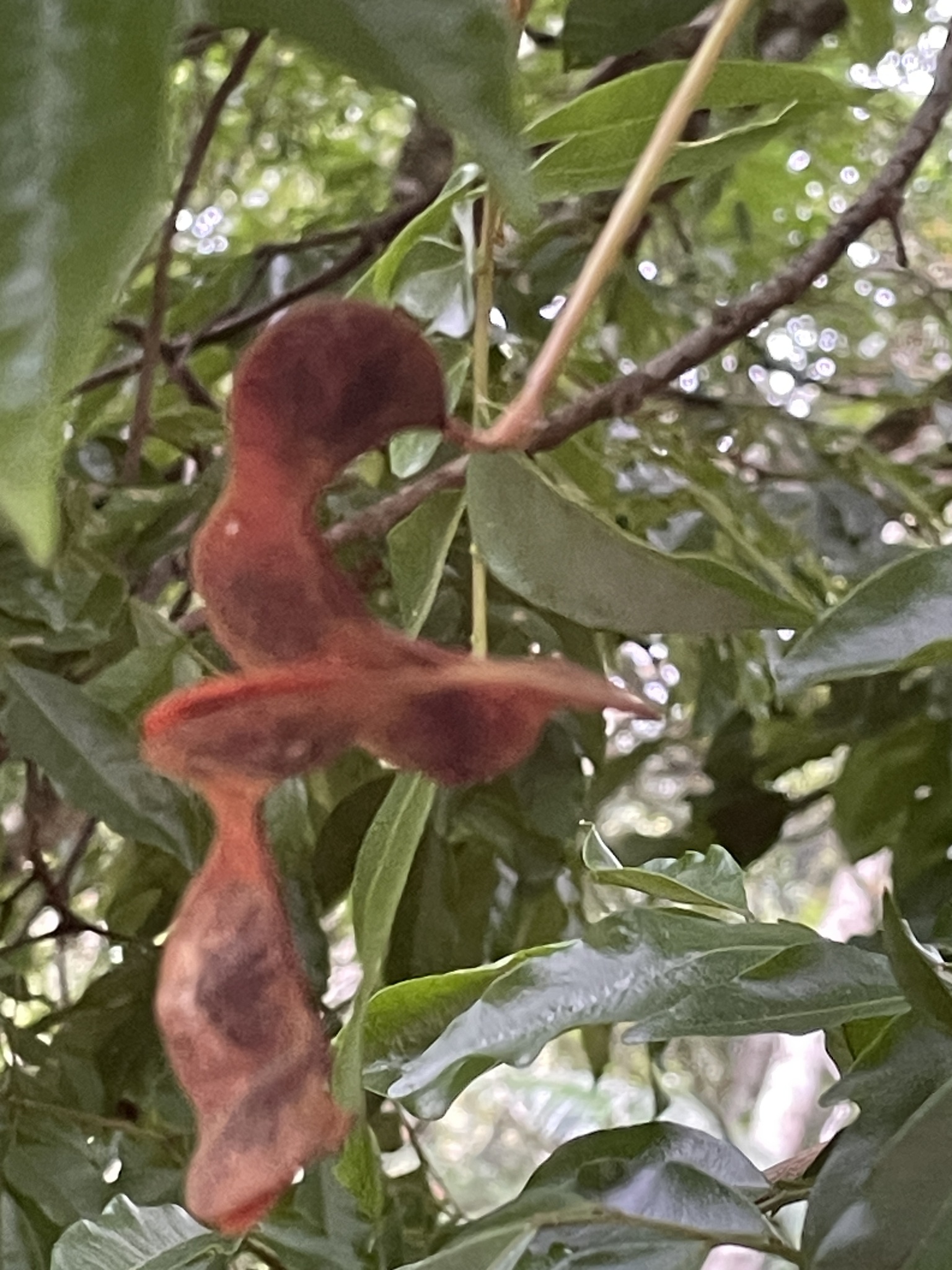 Imagem de Pararchidendron pruinosum