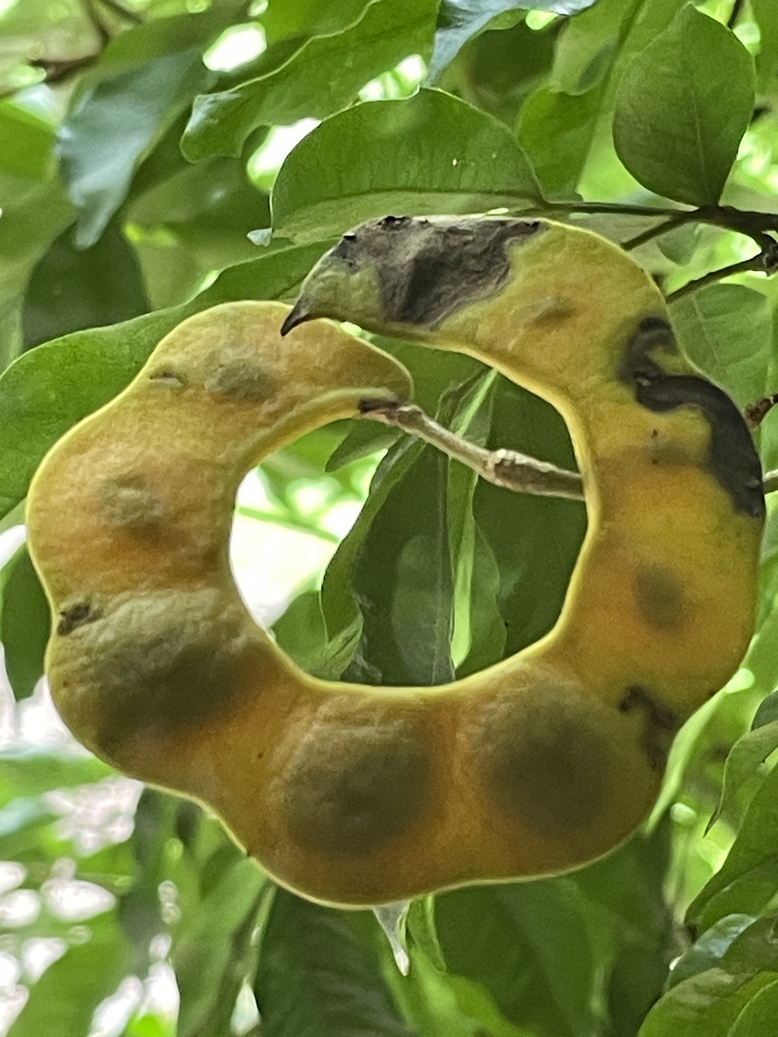 Imagem de Pararchidendron pruinosum