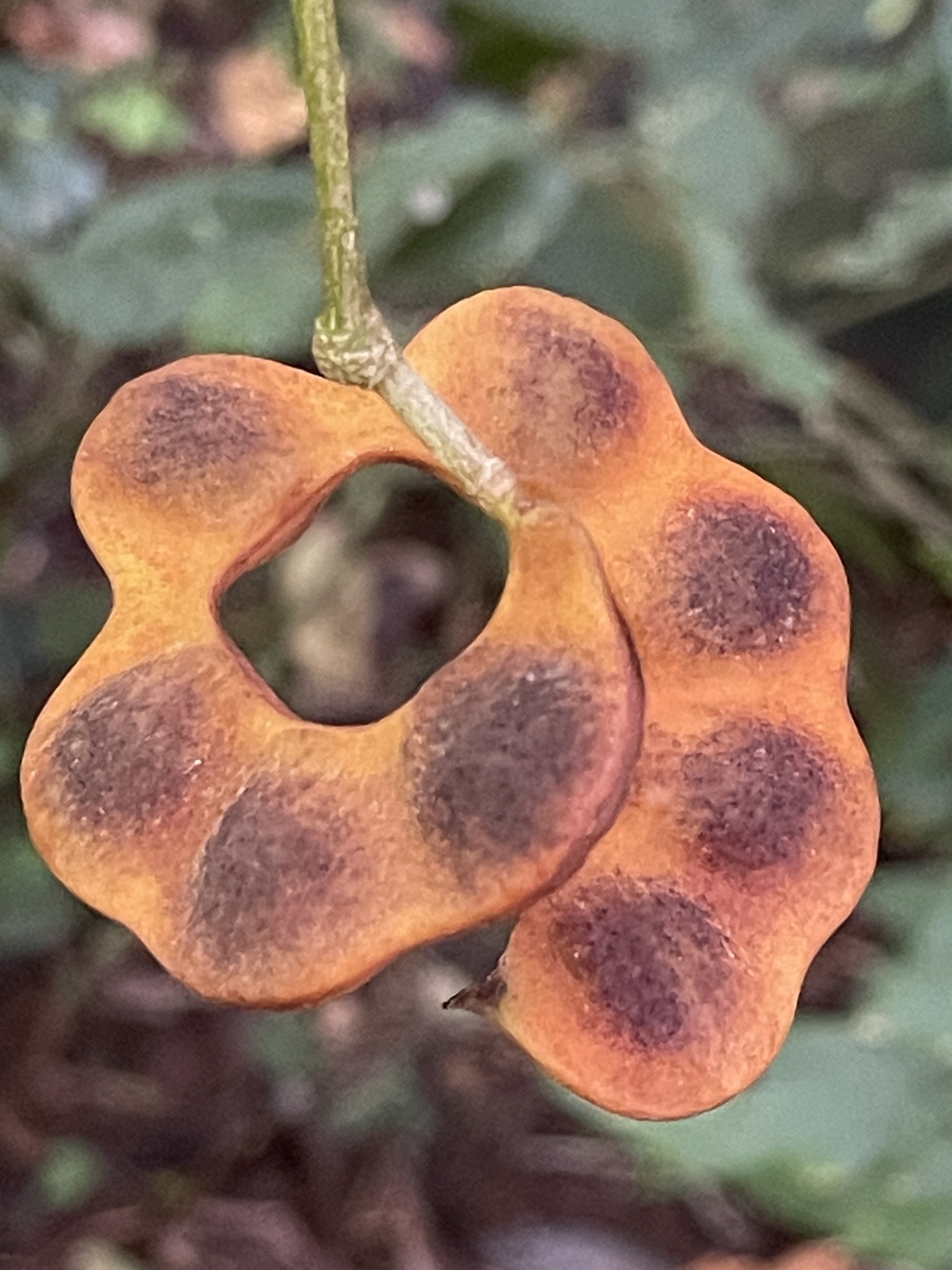Imagem de Pararchidendron pruinosum
