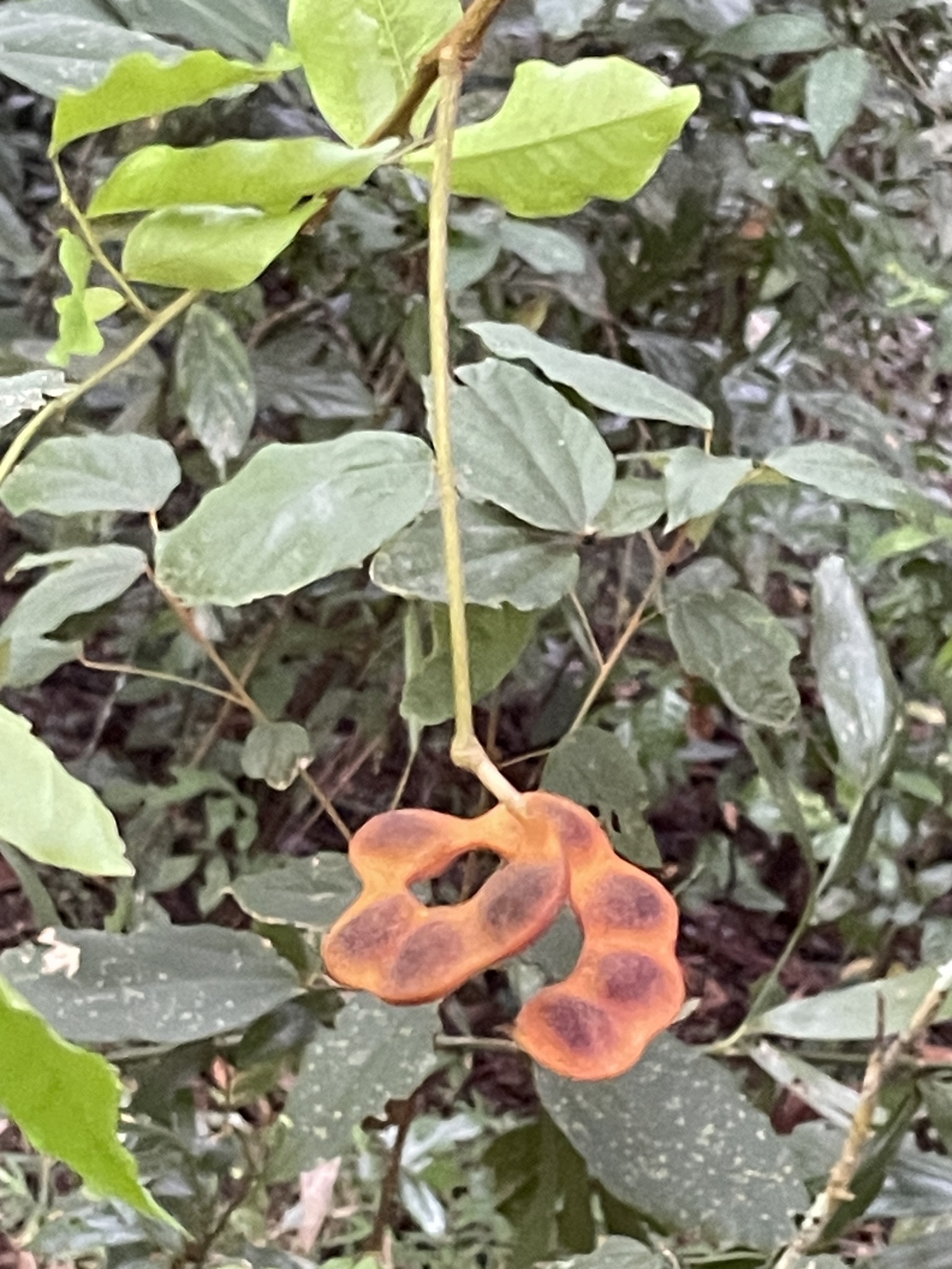 Imagem de Pararchidendron pruinosum