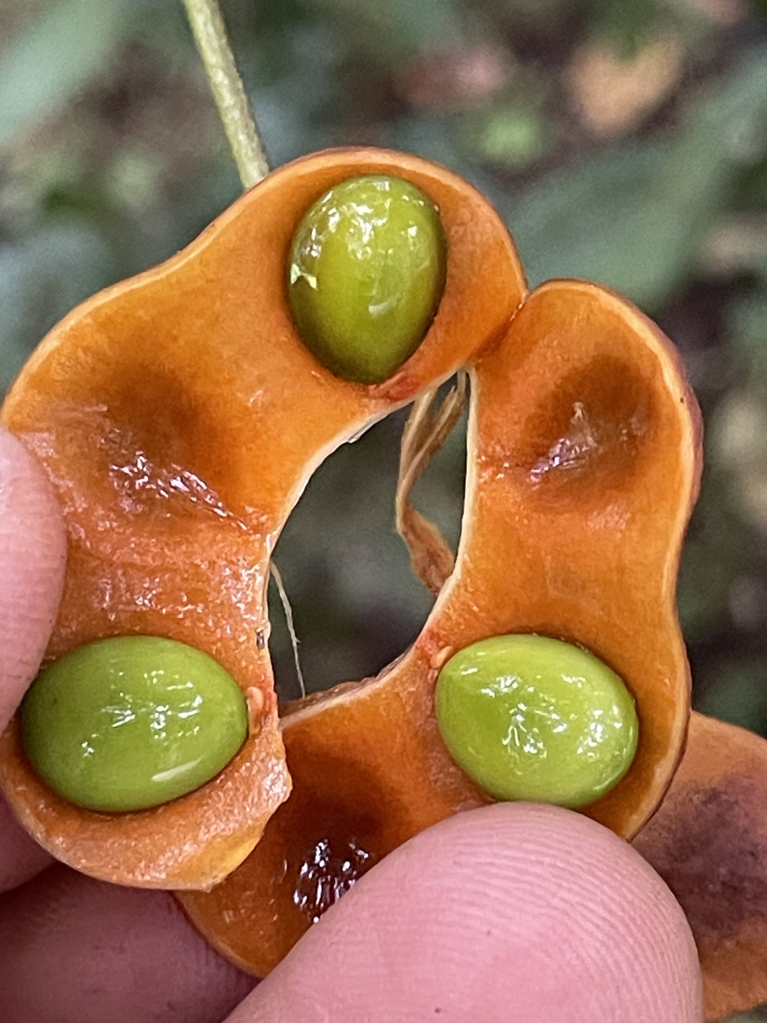 Imagem de Pararchidendron pruinosum