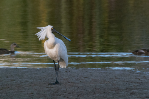 Royal Spoonbill (Platalea regia), photo 5