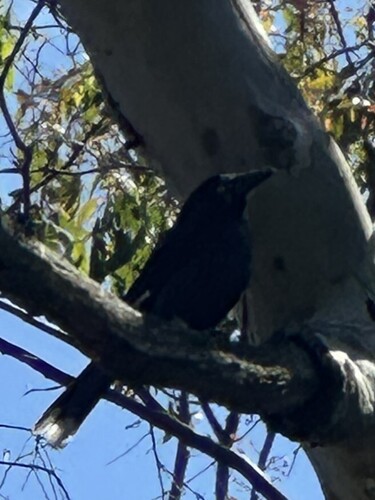 Pied Currawong (Strepera graculina), photo 2