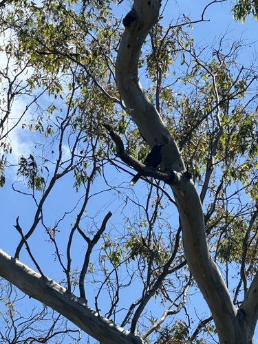 Pied Currawong (Strepera graculina)