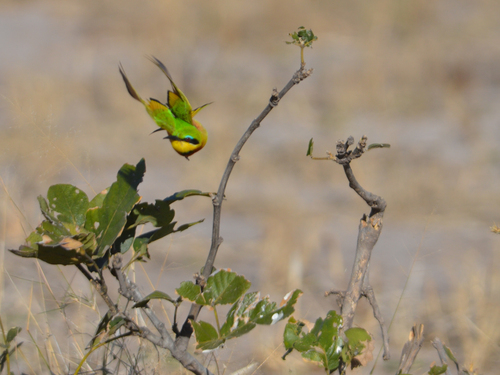 Little Bee-eater