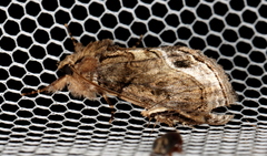 Zalissa catocalina