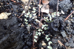 Euphorbia deltoidea serpyllum