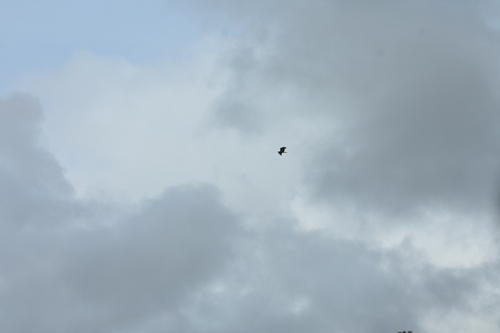 Swamp Harrier (Circus approximans), photo 4