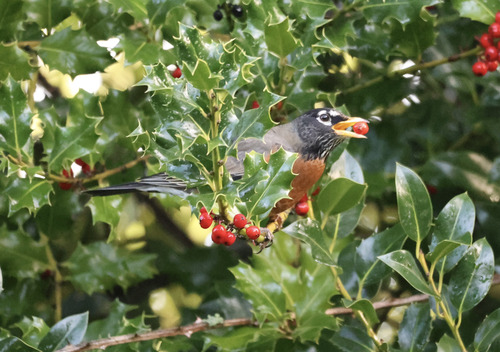 American Robin