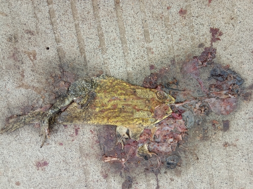 Duttaphrynus melanostictus