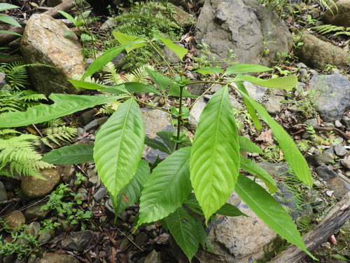 Karrabina biagiana, 2025-12-29