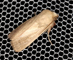 Leucania abdominalis