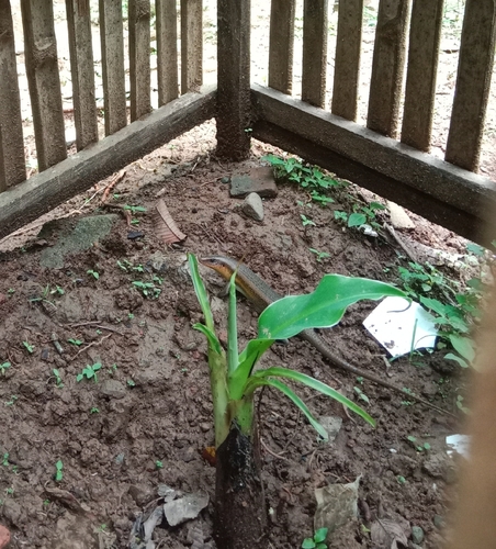 Eutropis multifasciata