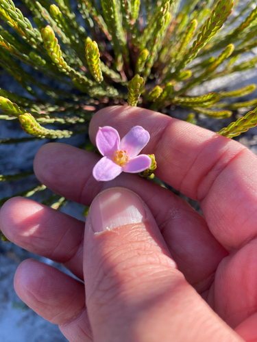 Grand Stripper (Lachnaea grandiflora)