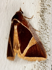 Agamana conjungens