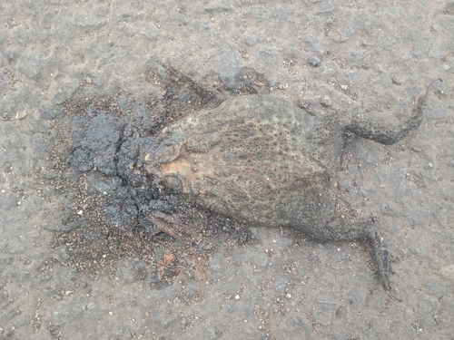 Duttaphrynus melanostictus