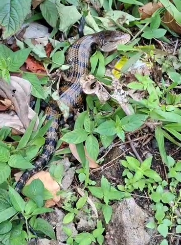 Tiliqua gigas