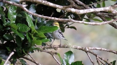 Setophaga townsendi × occidentalis