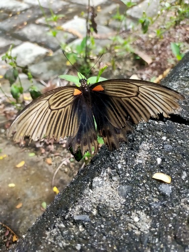 Papilio memnon