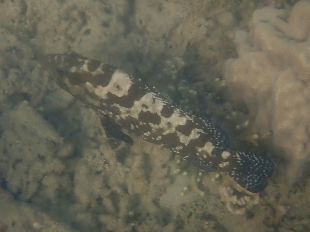 Blue-tailed cod (Epinephelus polyphekadion) — Serranidae