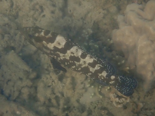 Blue-tailed cod (Epinephelus polyphekadion) — Serranidae