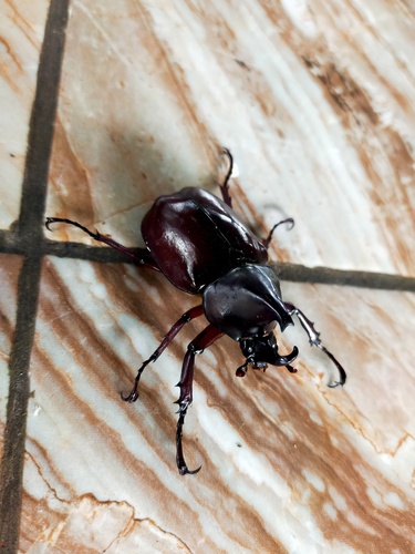 Xylotrupes sumatrensis