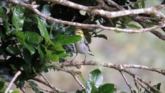 Setophaga townsendi × occidentalis