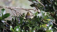 Setophaga townsendi × occidentalis