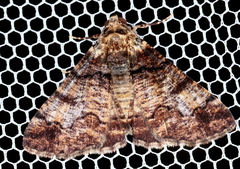 Cryphaea xylina