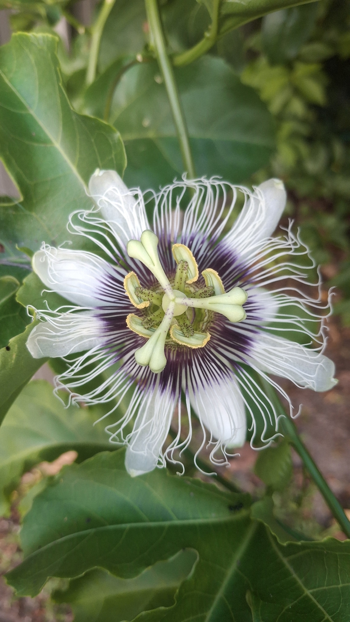 Photo by Blixzv Roblox via iNaturalist (Copyright Blixzv Roblox)