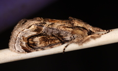 Zalissa catocalina