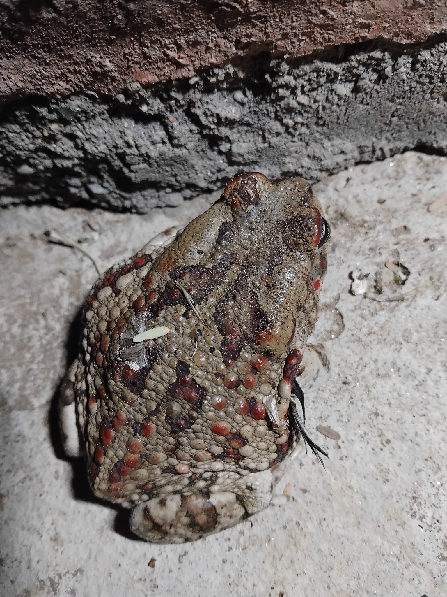 Sclerophrys poweri (Hewitt, 1935)
