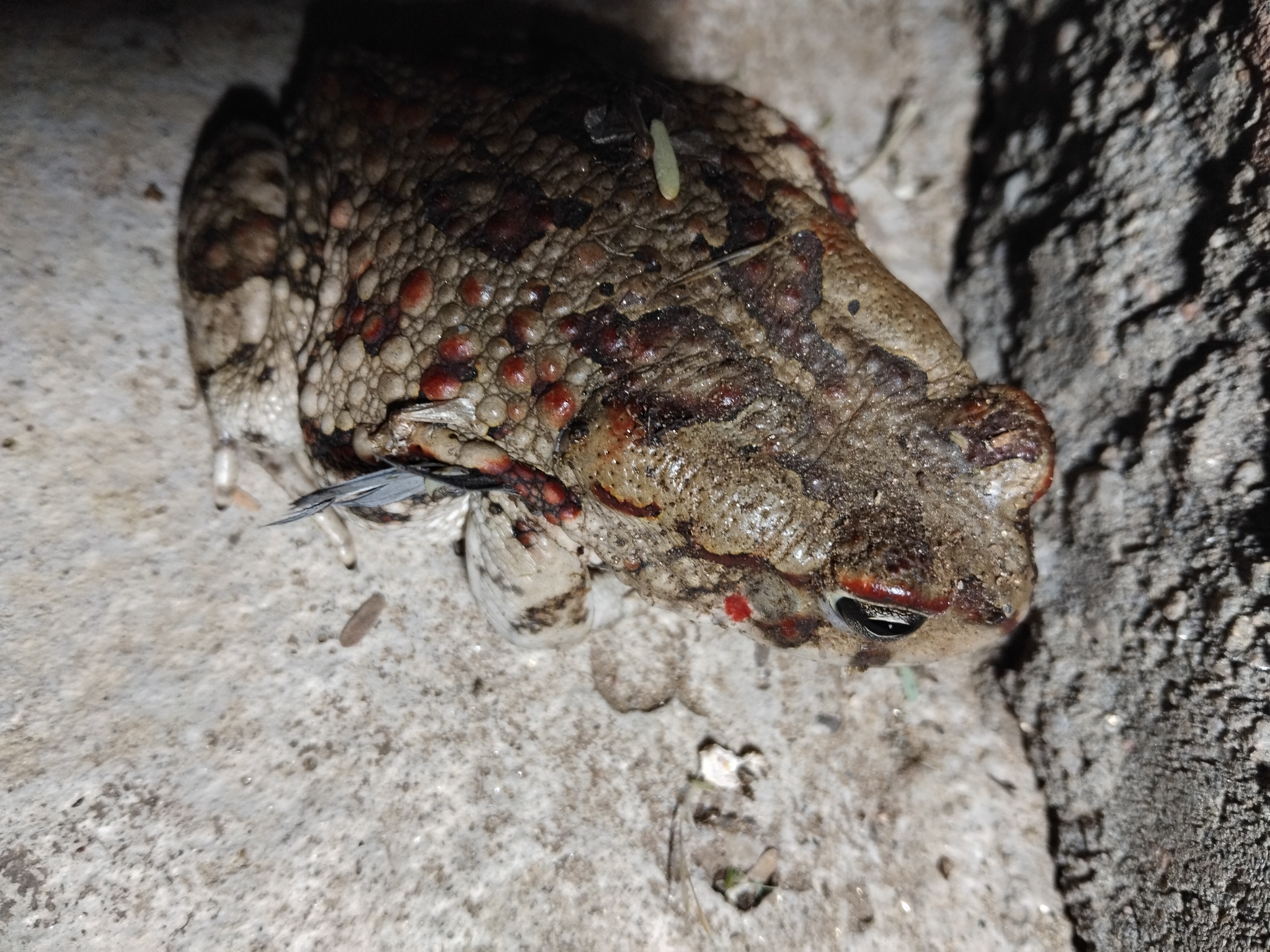 Sclerophrys poweri (Hewitt, 1935)