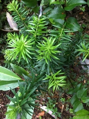 Podocarpus nubigenus